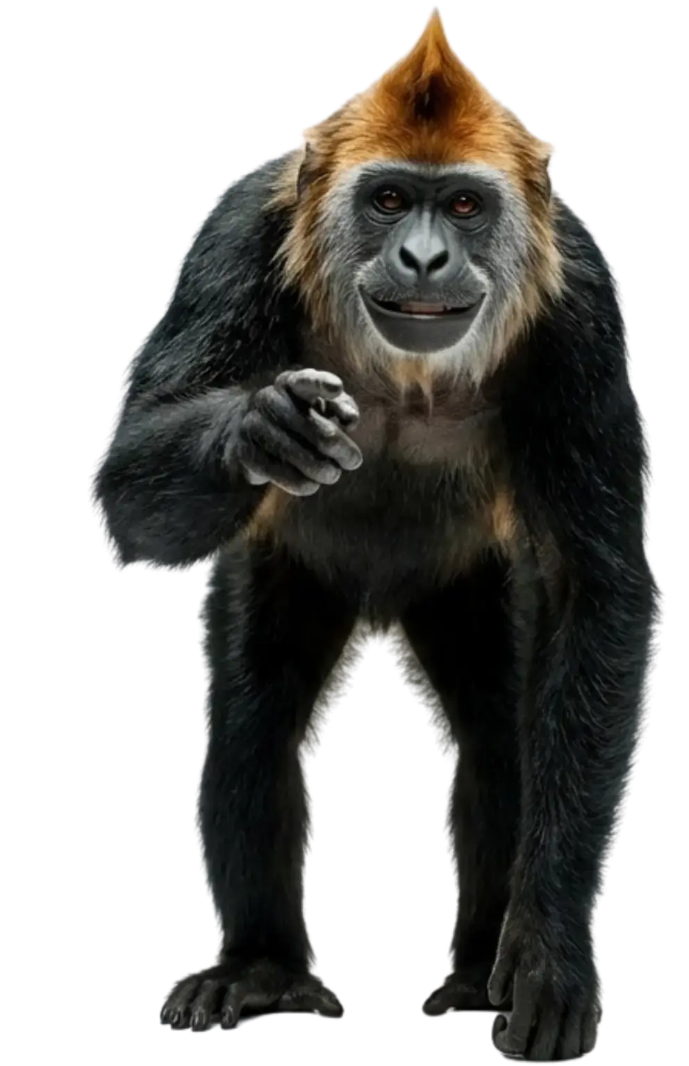 Orangutan standing and reaching forward, arm extended toward the viewer against a black background.